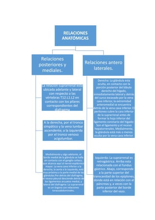 RELACIONES
ANATÓMICAS.
Relaciones
posteriores y
mediales.
La relación suprarrenal está
ubicada adelante y lateral
con respecto a las
vértebras T12.L1.L2 en
contacto con los pilares
correspondientes del
diafragma
A la derecha, por el tronco
simpático y la vena lumbar
ascendente; a la izquierda
por el tronco venoso
acigolumbar.
Medialmente y algo adelante, el
borde medial de la glándula se halla
en contacto con el ganglio celíaco,
que alcanza aquí al nervio esplácnico
mayor. La vena cava inferior a la
derecha, la aorta a la izquierda, está
muy próxima a la parte medial de las
glándulas.Por detrás del diafragma,
el receso pleural desciende detrás de
los ligamentos arcuatos medial, y
lateral del diafragma: La suprarrenal
es un órgano con relaciones
toracoabdominales.
Relaciones antero
laterales.
Derecha: La glándula esta
oculta, en contacto con la
porción posterior del lóbulo
derecho del hígado,
inmediatamente lateral y detrás
del surco excavado por la vena
cava inferior, la extremidad
anteromedial se encuentra
detrás de la vena cava inferior. El
peritoneo cubre la cara inferior
de la suprarrenal antes de
formar la hoja inferior del
ligamento coronario del hígado:
Son el ligamento y el receso
hepatorrenales. Medialmente,
la glándula está más o menos
oculta por la vena cava inferior.
Izquierda: La suprarrenal es
retrogástrica. Arriba esta
relacionada con el fundus
gástrico. Abajo, corresponde
a la parte superior del
transcavidad de los epiplones,
donde está en relación con el
páncreas y, a veces con la
parte posterior del borde
inferior del vazo.
 