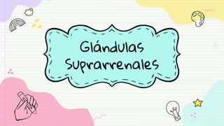 Glándulas
Suprarrenales
 