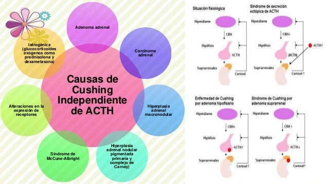 Los aceites de los granos y el acné
