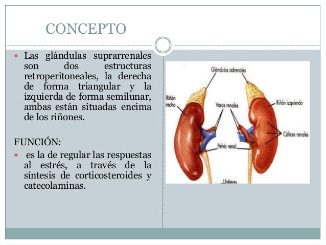 Glandula suprarrenal