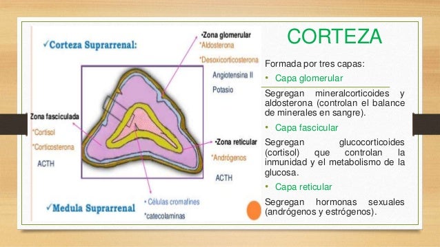 La máscara para la persona en invierno del frío