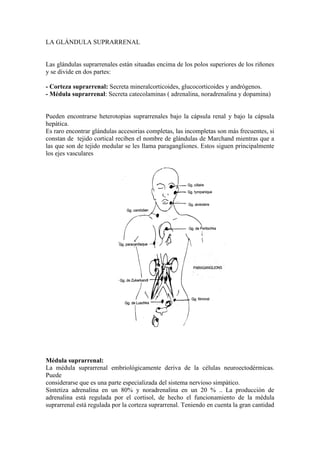 LA GLÁNDULA SUPRARRENAL
Las glándulas suprarrenales están situadas encima de los polos superiores de los riñones
y se divide en dos partes:
- Corteza suprarrenal: Secreta mineralcorticoides, glucocorticoides y andrógenos.
- Médula suprarrenal: Secreta catecolaminas ( adrenalina, noradrenalina y dopamina)
Pueden encontrarse heterotopias suprarrenales bajo la cápsula renal y bajo la cápsula
hepática.
Es raro encontrar glándulas accesorias completas, las incompletas son más frecuentes, si
constan de tejido cortical reciben el nombre de glándulas de Marchand mientras que a
las que son de tejido medular se les llama paragangliones. Estos siguen principalmente
los ejes vasculares
Médula suprarrenal:
La médula suprarrenal embriológicamente deriva de la células neuroectodérmicas.
Puede
considerarse que es una parte especializada del sistema nervioso simpático.
Sintetiza adrenalina en un 80% y noradrenalina en un 20 % .. La producción de
adrenalina está regulada por el cortisol, de hecho el funcionamiento de la médula
suprarrenal está regulada por la corteza suprarrenal. Teniendo en cuenta la gran cantidad
 