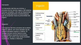 Inervación
La inervación del timo es mínima, y
proviene de los nervios vagos y del sistema
nervioso simpático, del cual se desprenden
fibras postganglionares noradrenérgicas
que se proyectan hacia la profundidad del
órgano
Irrigación
La irrigación del timo proviene de la arteria
torácica interna, así como también de las
arterias tiroideas superior e inferior. El
drenaje venoso ocurre hacia la vena
braquiocefálica izquierda (innominada
izquierda), así como a las venas tiroideas
superiores, medias e inferiores
 