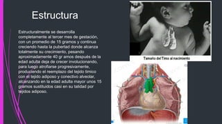 Estructuralmente se desarrolla
completamente al tercer mes de gestación,
con un promedio de 15 gramos y continua
creciendo hasta la pubertad donde alcanza
totalmente su crecimiento, pesando
aproximadamente 40 gr amos después de la
edad adulta deja de crecer involucionando,
para luego atrofiarse progresivamente,
produciendo el reemplazo del tejido timico
con el tejido adiposo y conectivo alveolar,
alcanzando en la edad adulta mayor unos 15
gramos sustituidos casi en su talidad por
tejidos adiposo.
Estructura
 
