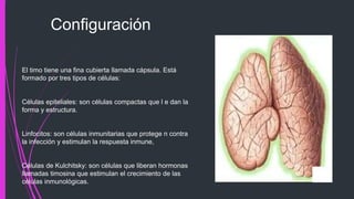 Configuración
El timo tiene una fina cubierta llamada cápsula. Está
formado por tres tipos de células:
Células epiteliales: son células compactas que l e dan la
forma y estructura.
Linfocitos: son células inmunitarias que protege n contra
la infección y estimulan la respuesta inmune,
Células de Kulchitsky: son células que liberan hormonas
llamadas timosina que estimulan el crecimiento de las
células inmunológicas.
 