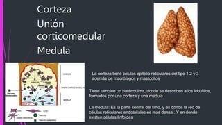 Corteza
Unión
corticomedular
Medula
Tiene también un parénquima, donde se describen a los lobulillos,
formados por una corteza y una medula
La médula: Es la parte central del timo, y es donde la red de
células reticulares endoteliales es más densa . Y en donde
existen células linfoides
La corteza tiene células epitelio reticulares del tipo 1,2 y 3
además de macrófagos y mastocitos
 