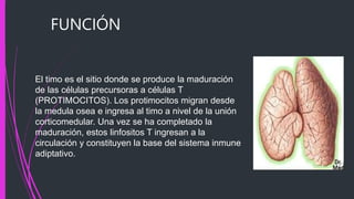 FUNCIÓN
El timo es el sitio donde se produce la maduración
de las células precursoras a células T
(PROTIMOCITOS). Los protimocitos migran desde
la medula osea e ingresa al timo a nivel de la unión
corticomedular. Una vez se ha completado la
maduración, estos linfositos T ingresan a la
circulación y constituyen la base del sistema inmune
adiptativo.
 