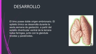 DESARROLLO
El timo posee doble origen embrionario. El
epitelio tímico se desarrolla durante la
sexta semana de gestación, a partir del
epitelio diverticular ventral de la tercera
bolsa faríngea, junto con la glandula
tiroides y paratiroides.
 