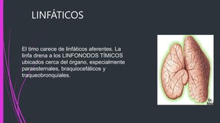LINFÁTICOS
El timo carece de linfáticos aferentes. La
linfa drena a los LINFONODOS TÍMICOS
ubicados cerca del órgano, especialmente
paraesternales, braquiocefálicos y
traqueobronquiales.
 
