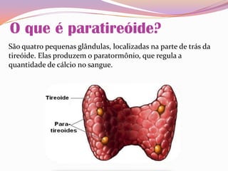 O que é paratireóide?
São quatro pequenas glândulas, localizadas na parte de trás da
tireóide. Elas produzem o paratormônio, que regula a
quantidade de cálcio no sangue.
 