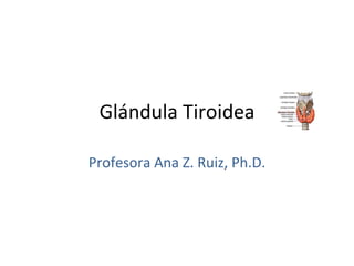 Glándula Tiroidea Profesora Ana Z. Ruiz, Ph.D. 