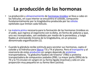 La producción de las hormonas La producción y  almacenamiento  de  hormonas  tiroidea  se lleva a cabo en los folículos, en cuyo interior se encuentra el coloide, compuesto fundamentalmente por la tiroglobulina producida por las  células  epiteliales que limitan cada folículo.  La  materia prima  necesaria para la formación de las hormonas tiroideas es el yodo, que ingresa al organismo con la dieta, en forma de yoduros y que, una vez incorporados, son oxidados por medio de la peroxidasa, y luego fijados al aminoácido tirosina de la tiroglobulina, en un proceso denominado organificación (1).  Cuando la glándula recibe estímulo para secretar sus hormonas, capta el coloide y lo hidroliza para  liberar  T3 y T4 al plasma. Pero el  transporte  y el reservorio de estos  productos  en sangre depende de  proteínas transportadoras, "la globulina fijadora de tiroxina" (TBG) o proteína transportadora de compuestos yodados (PBI). La mayor parte (99%) de la T4 y la T3 circulan en sangre en su forma ligada (inactiva) y sólo en una proporción muy pequeña en su forma libre (activa).  