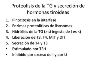 Proteolisis de la TG y secreción de hormonas tiroideas Pinocitosis en la interfase Enzimas proteolíticas de lisosomas Hidrólisis de la TG (> si ingesta de I es <)  Liberación de T3, T4, MIT y DIT  Secreción de T4 y T3 Estimulado por TSH Inhibido por exceso de I y por Li 