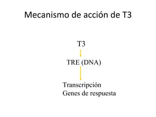 Mecanismo de acción de T3 T3 TRE (DNA) Transcripción Genes de respuesta 