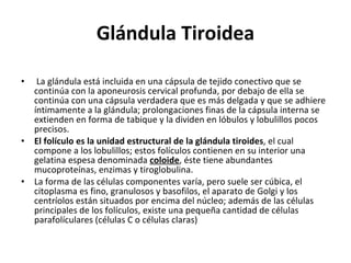 Glándula Tiroidea La glándula está incluida en una cápsula de tejido conectivo que se continúa con la aponeurosis cervical profunda, por debajo de ella se continúa con una cápsula verdadera que es más delgada y que se adhiere íntimamente a la glándula; prolongaciones finas de la cápsula interna se extienden en forma de tabique y la dividen en lóbulos y lobulillos pocos precisos. El folículo es la unidad estructural de la glándula tiroides , el cual compone a los lobulillos; estos folículos contienen en su interior una gelatina espesa denominada  coloide , éste tiene abundantes mucoproteínas, enzimas y tiroglobulina.  La forma de las células componentes varía, pero suele ser cúbica, el citoplasma es fino, granulosos y basofilos, el aparato de Golgi y los centríolos están situados por encima del núcleo; además de las células principales de los folículos, existe una pequeña cantidad de células parafolículares (células C o células claras) 