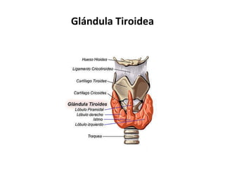 Glándula Tiroidea 