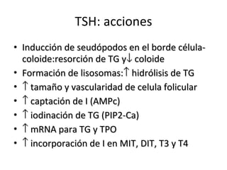 TSH: acciones Inducción de seudópodos en el borde célula-coloide:resorción de TG y   coloide Formación de lisosomas:   hidrólisis de TG    tamaño y vascularidad de celula folicular    captación de I (AMPc)    iodinación de TG (PIP2-Ca)    mRNA para TG y TPO    incorporación de I en MIT, DIT, T3 y T4 