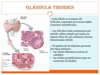 Glándula tiroides
- Cada lóbulo se compone de
Folículos, separados por escaso tejido
Conectivo interfolicular.
.- Los folículos están compuestos por
epitelio cúbico simple que rodea un
espacio lleno de una sustancia viscosa,
denominada coloide.
.- El epitelio de los folículos presenta
dos tipos celulares:
• las células foliculares (miran al
coloide)y
• las células parafoliculares (que no
contactan el coloide).
 