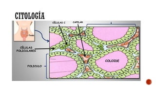 Comprehensive Overview of Thyroid Gland Anatomy, Physiology, and ...