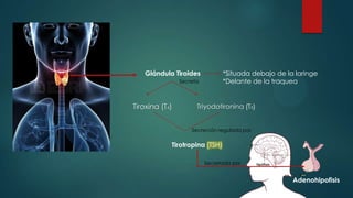 Glándula Tiroides *Situada debajo de la laringe
*Delante de la traqueaSecreta
Tiroxina (T4) Triyodotironina (T3)
Secreción regulada por
Tirotropina (TSH)
Secretada por
Adenohipofisis
 