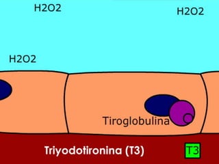 Triyodotironina (T3)
 