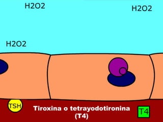 Tiroxina o tetrayodotironina
(T4)
 