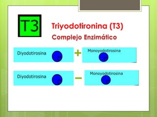 Triyodotironina (T3)
 