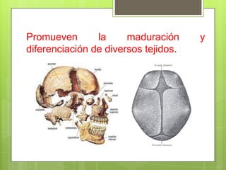Promueven la maduración y
diferenciación de diversos tejidos.
 