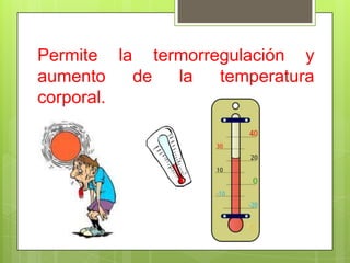 Permite la termorregulación y
aumento de la temperatura
corporal.
 