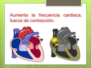 Aumenta la frecuencia cardiaca,
fuerza de contracción.
 
