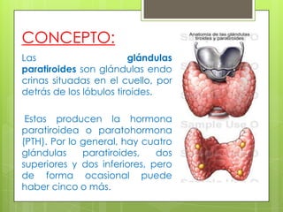 CONCEPTO:
Las glándulas
paratiroides son glándulas endo
crinas situadas en el cuello, por
detrás de los lóbulos tiroides.
Estas producen la hormona
paratiroidea o paratohormona
(PTH). Por lo general, hay cuatro
glándulas paratiroides, dos
superiores y dos inferiores, pero
de forma ocasional puede
haber cinco o más.
 