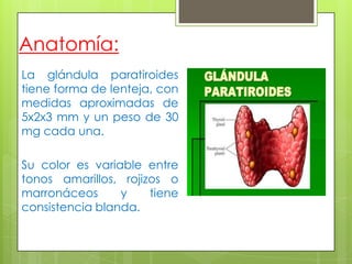 Anatomía:
La glándula paratiroides
tiene forma de lenteja, con
medidas aproximadas de
5x2x3 mm y un peso de 30
mg cada una.
Su color es variable entre
tonos amarillos, rojizos o
marronáceos y tiene
consistencia blanda.
 