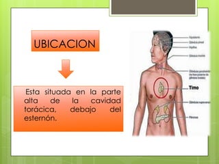 UBICACION
Esta situada en la parte
alta de la cavidad
torácica, debajo del
esternón.
 