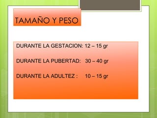 TAMAÑO Y PESO
DURANTE LA GESTACION: 12 – 15 gr
DURANTE LA PUBERTAD: 30 – 40 gr
DURANTE LA ADULTEZ : 10 – 15 gr
 