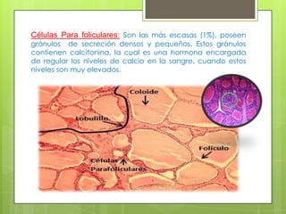 Células Para foliculares: Son las más escasas (1%), poseen
gránulos de secreción densos y pequeños. Estos gránulos
contienen calcitonina, la cual es una hormona encargada
de regular los niveles de calcio en la sangre, cuando estos
niveles son muy elevados.
 