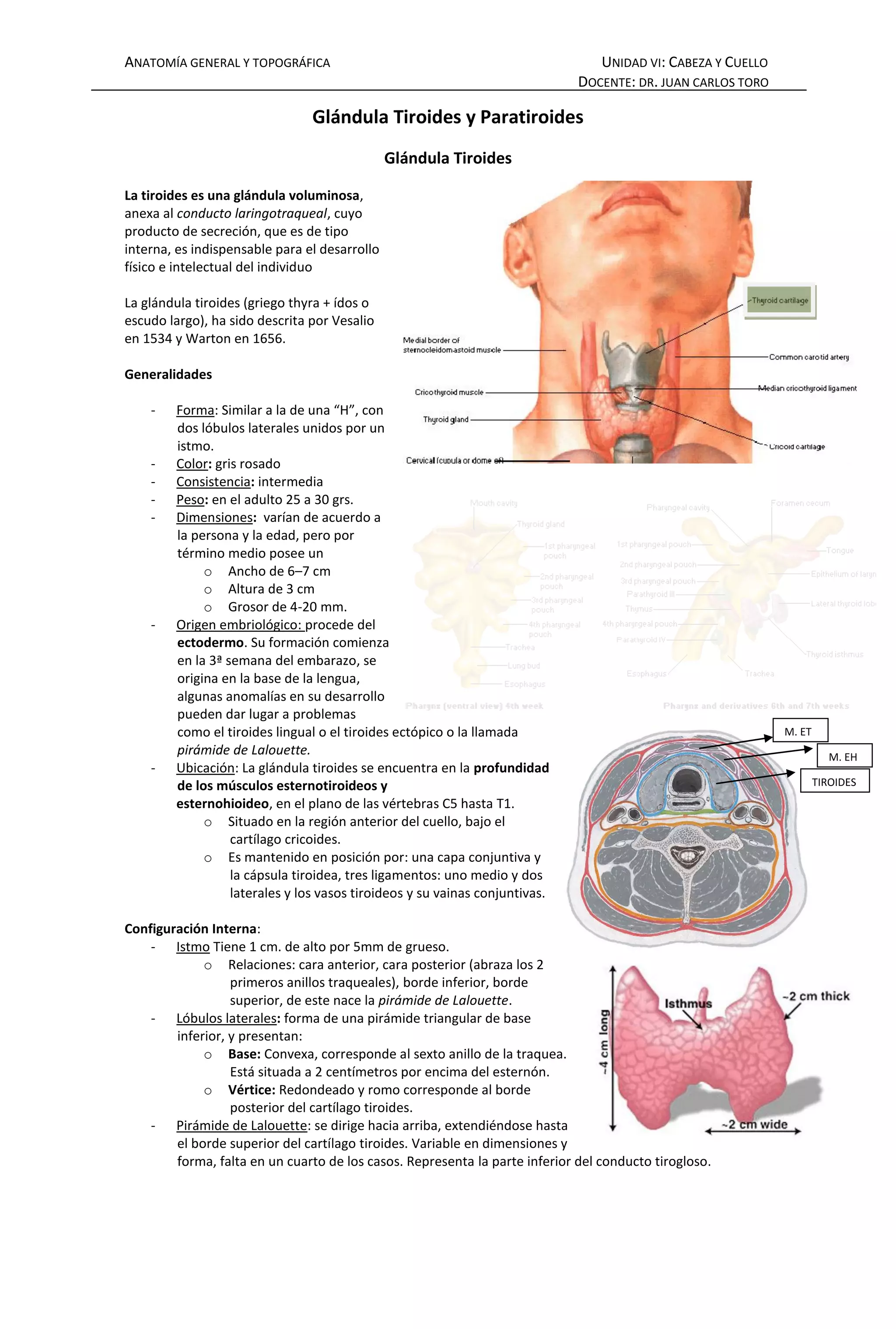Glandula tiroides y paratiroides | PDF