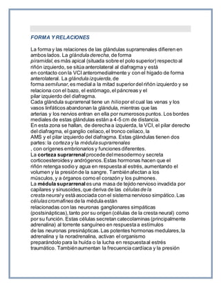 FORMA Y RELACIONES
La forma y las relaciones de las glándulas suprarrenales difieren en
ambos lados. La glándula derecha, de forma
piramidal, es más apical (situada sobre el polo superior) respecto al
riñón izquierdo, se sitúa anterolateral al diafragma y está
en contacto con la VCI anteromedialmente y con el hígado de forma
anterolateral. La glándula izquierda, de
forma semilunar, es medial a la mitad superiordel riñón izquierdo y se
relaciona con el bazo, el estómago,el páncreas y el
pilar izquierdo del diafragma.
Cada glándula suprarrenal tiene un hiliopor el cual las venas y los
vasos linfáticos abandonan la glándula, mientras que las
arterias y los nervios entran en ella por numerosos puntos. Los bordes
mediales de estas glándulas están a 4-5 cm de distancia.
En esta zona se hallan, de derecha a izquierda, la VCI, el pilar derecho
del diafragma, el ganglio celíaco,el tronco celíaco, la
AMS y el pilar izquierdo del diafragma. Estas glándulas tienen dos
partes: la corteza y la médulasuprarrenales
, con orígenes embrionarios y funciones diferentes.
La corteza suprarrenal procededelmesodermoy secreta
corticoesteroidesy andrógenos.Estas hormonas hacen que el
riñón retenga sodio y agua en respuesta al estrés,aumentando el
volumen y la presiónde la sangre. Tambiénafectan a los
músculos,y a órganos como el corazón y los pulmones.
La médula suprarrenal es una masa de tejido nervioso invadida por
capilares y sinusoides,que deriva de las células de la
cresta neural y está asociada con el sistema nervioso simpático.Las
célulascromafines de la médula están
relacionadas con las neuronas ganglionares simpáticas
(postsinápticas),tanto por su origen (células de la cresta neural) como
por su función. Estas células secretan catecolaminas (principalmente
adrenalina) al torrente sanguíneo en respuestaa estímulos
de las neuronas presinápticas.Las potentes hormonas medulares,la
adrenalina y la noradrenalina, activan el organismo
preparándolo para la huída o la lucha en respuestaal estrés
traumático. Tambiénaumentan la frecuencia cardíaca y la presión
 