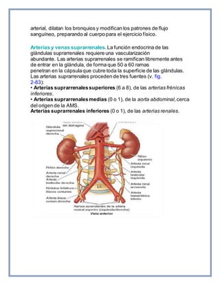 arterial, dilatan los bronquios y modifican los patrones de flujo
sanguíneo, preparando al cuerpo para el ejercicio físico.
Arterias y venas suprarrenales. La función endocrina de las
glándulas suprarrenales requiere una vascularización
abundante. Las arterias suprarrenales se ramifican libremente antes
de entrar en la glándula, de forma que 50 a 60 ramas
penetran en la cápsulaque cubre toda la superficie de las glándulas.
Las arterias suprarrenales proceden de tres fuentes (v. fig.
2-83):
• Arterias suprarrenalessuperiores (6 a 8), de las arterias frénicas
inferiores.
• Arterias suprarrenalesmedias (0 o 1), de la aorta abdominal,cerca
del origen de la AMS.
Arterias suprarrenales inferiores (0 o 1), de las arterias renales.
 