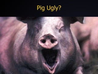 Pig Ugly? 