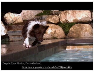 (Dogs in Slow Motion, Devin Graham)
https://www.youtube.com/watch?v=7ZIjkvdz4Ko
 