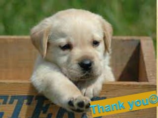 Glass ionomer cement