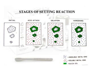 STAGES OF SETTING REACTION
 