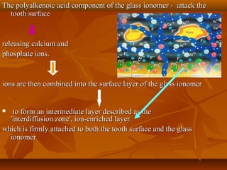 The polyalkenoic acid component of the glass ionomer - attack theThe polyalkenoic acid component of the glass ionomer - attack the
tooth surfacetooth surface
releasing calcium andreleasing calcium and
phosphate ions.phosphate ions.
ions are then combined into the surface layer of the glass ionomerions are then combined into the surface layer of the glass ionomer
 to form an intermediate layer described as theto form an intermediate layer described as the
'interdiffusion zone', ion-enriched layer'interdiffusion zone', ion-enriched layer..
which is firmly attached to both the tooth surface and the glasswhich is firmly attached to both the tooth surface and the glass
ionomerionomer
 
