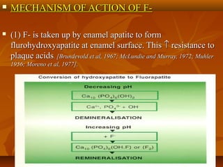  MECHANISM OF ACTION OF F-MECHANISM OF ACTION OF F-
 (1) F- is taken up by enamel apatite to form(1) F- is taken up by enamel apatite to form
flurohydroxyapatite at enamel surface. Thisflurohydroxyapatite at enamel surface. This ↑↑ resistance toresistance to
plaque acidsplaque acids. [Brundevold et al, 1967; McLundie and Murray, 1972; Muhler. [Brundevold et al, 1967; McLundie and Murray, 1972; Muhler
1956; Moreno et al, 1977].1956; Moreno et al, 1977].
 