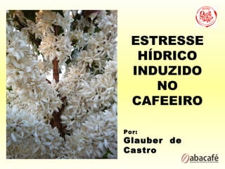 ESTRESSE
   HÍDRICO
  INDUZIDO
     NO
  CAFEEIRO

Por:
Glauber de
Castro
 