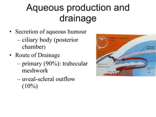 Aqueous production and drainage Secretion of aqueous humour ciliary body (posterior chamber ) Route of Drainage primary (90%): trabecular meshwork uveal-scleral outflow (10%) 