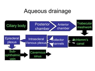 Aqueous drainage Ciliary body Posterior chamber Anterior chamber Trabecular meshwork Schlemm’s canal Collector channels Intrascleral Venous plexus Episcleral plexus Sub- ophthalmic vein Cavernous sinus 
