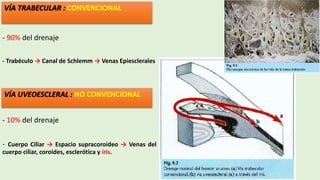 - 90% del drenaje
- Trabéculo → Canal de Schlemm → Venas Epiesclerales
- 10% del drenaje
- Cuerpo Ciliar → Espacio supracoroideo → Venas del
cuerpo ciliar, coroides, esclerótica y íris.
VÍA TRABECULAR : CONVENCIONAL
VÍA UVEOESCLERAL : NO CONVENCIONAL
 