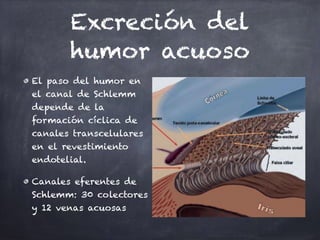 Excreción del
humor acuoso
El paso del humor en
el canal de Schlemm
depende de la
formación cíclica de
canales transcelulares
en el revestimiento
endotelial.
Canales eferentes de
Schlemm: 30 colectores
y 12 venas acuosas
 