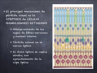 El principal mecanismo de
pérdida visual es la
APOPTOSIS de CÉLULAS
GANGLIONARES RETINIANAS
Adelgazamiento de las
capas de fibras nerviosas
y nuclear interna
Pérdida axonal en el
nervio óptico
El disco óptico se vuelve
atrofio, con
agrandamiento de la
copa óptica
 